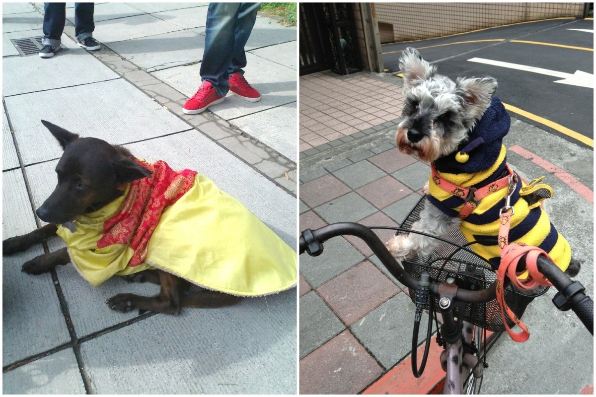 校犬有宮廷風的禦寒衣物(左圖)、家犬則有各形各色的造型(右圖)。　何宜/攝