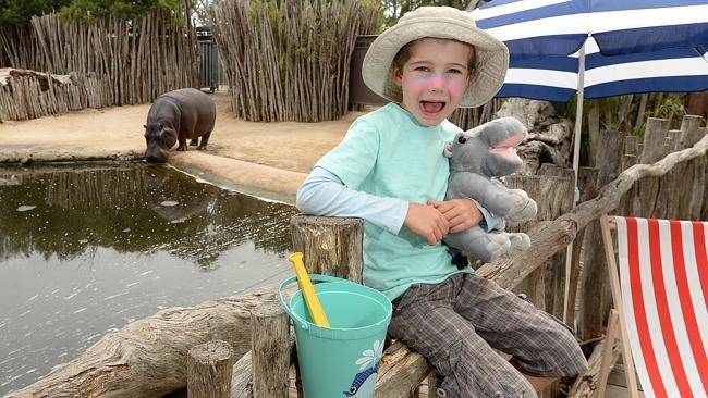小朋友也開心的拿著河馬玩偶與小河馬合照,但民眾是不能穿越圍欄干擾河馬的。 取自Leader網站(David Smith/攝)