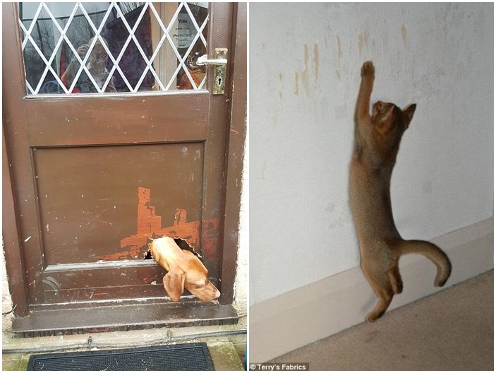 「我覺得這樣設計比較美啦！」　　取自Terry’s Fabrics