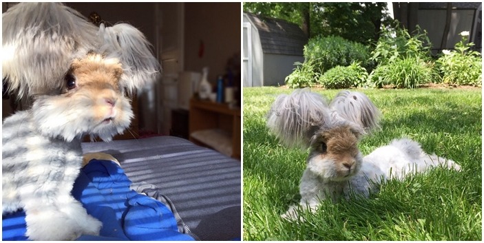 沃莉每天都會跟粉絲分享牠的生活！　翻攝自instagram@wally_and_molly