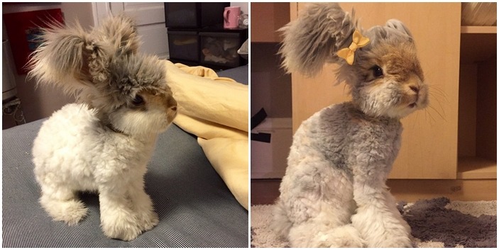 小時候的沃莉長大後耳朵也跟著變大！　翻攝自instagram@wally_and_molly