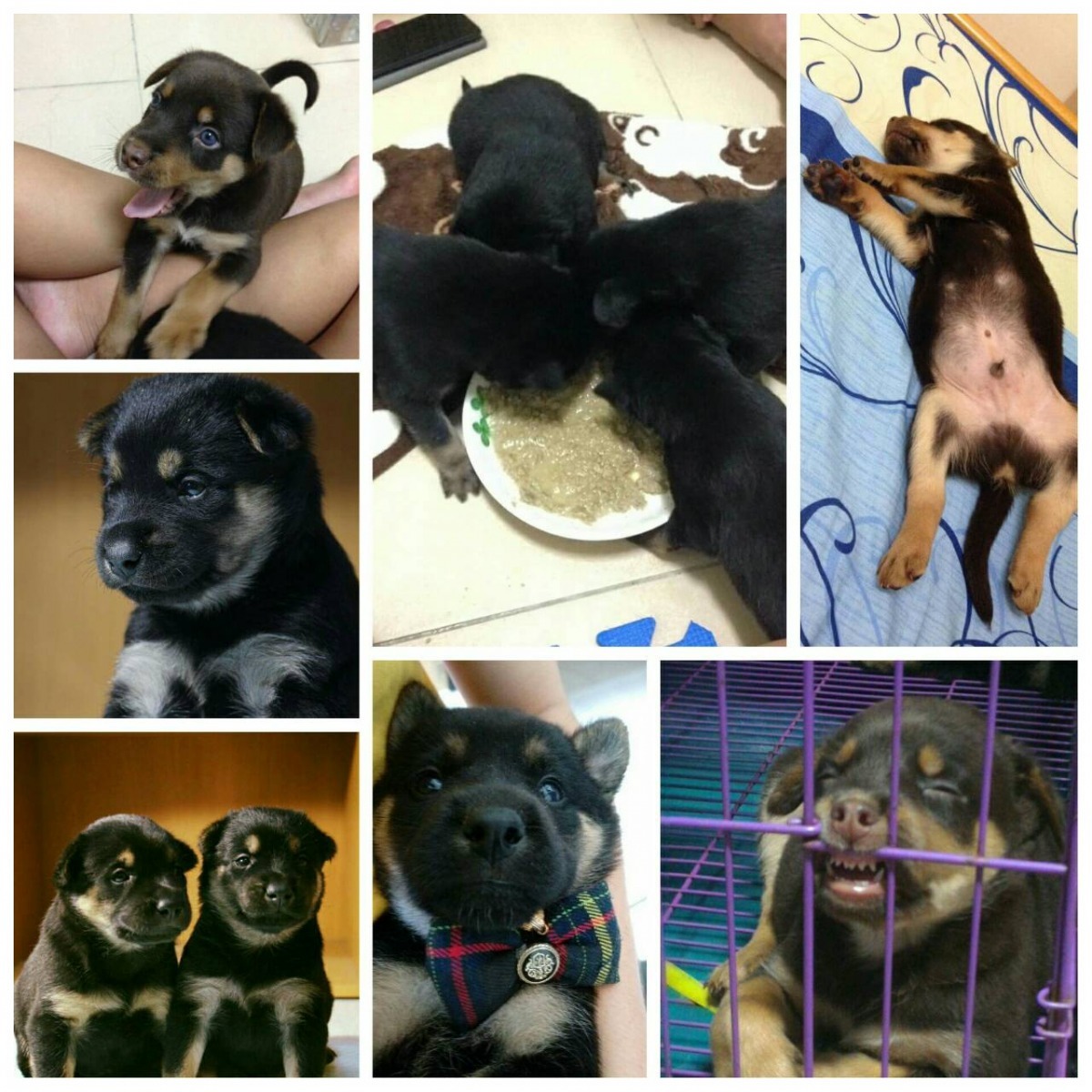 社團上學期接手了一窩出生在草地上的小狗，辛苦餵養長大後順利一一送養。   江孟格/提供