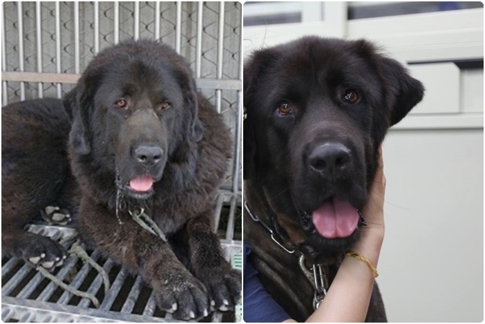 大摳ㄟ跟剛入所時模樣相差很大，為了替牠消暑，也常準備冰塊給牠吃。　新北動保處/提供