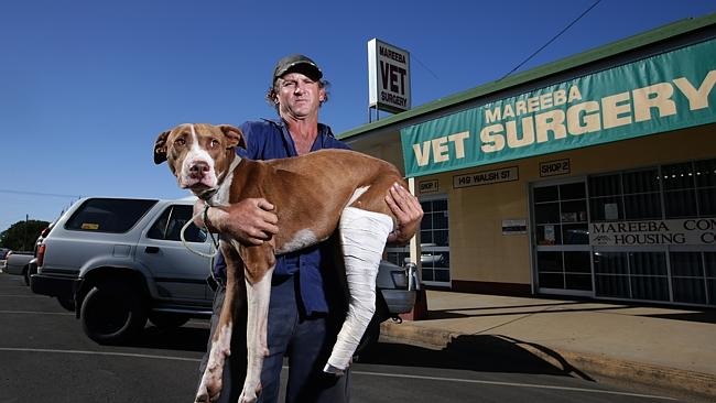 對飼主貝斯特來說，恰可就是他的一切，所以當恰可受傷需要就醫，他二話不說抱著沈重的恰可走了80公里的路途。　翻攝自凱恩斯日報- MARC McCORMACK/攝