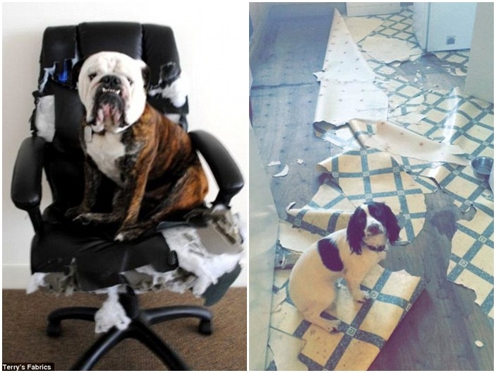 「對不起嘛～（一臉無辜）」　　取自Terry’s Fabrics