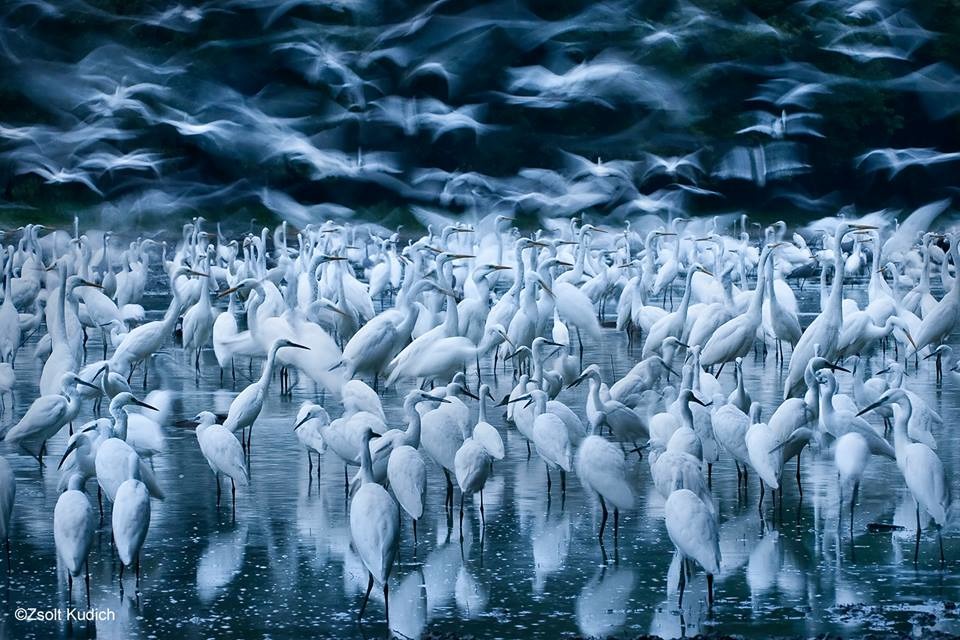 取自Wildlife Photographer of the Year