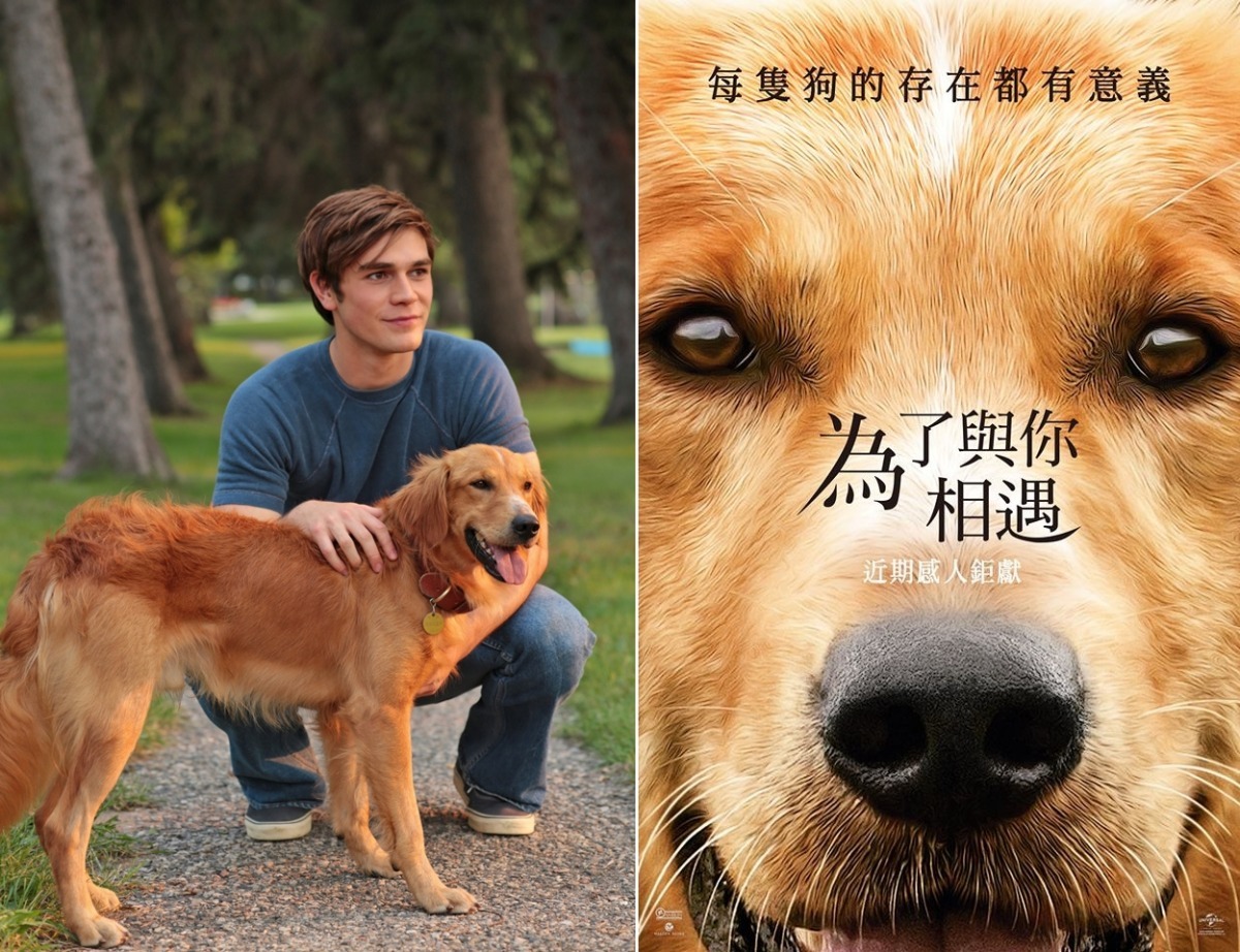 為了找到萬中選一的主角貝利，導演找遍全美國，終於在阿肯色州的狗場找到崔普！　UIP/提供