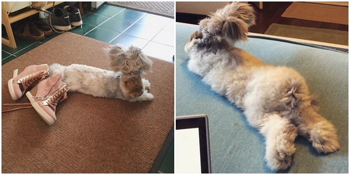 名符其實兔女郎！沃莉可愛的屁屁～　翻攝自instagram@wally_and_molly