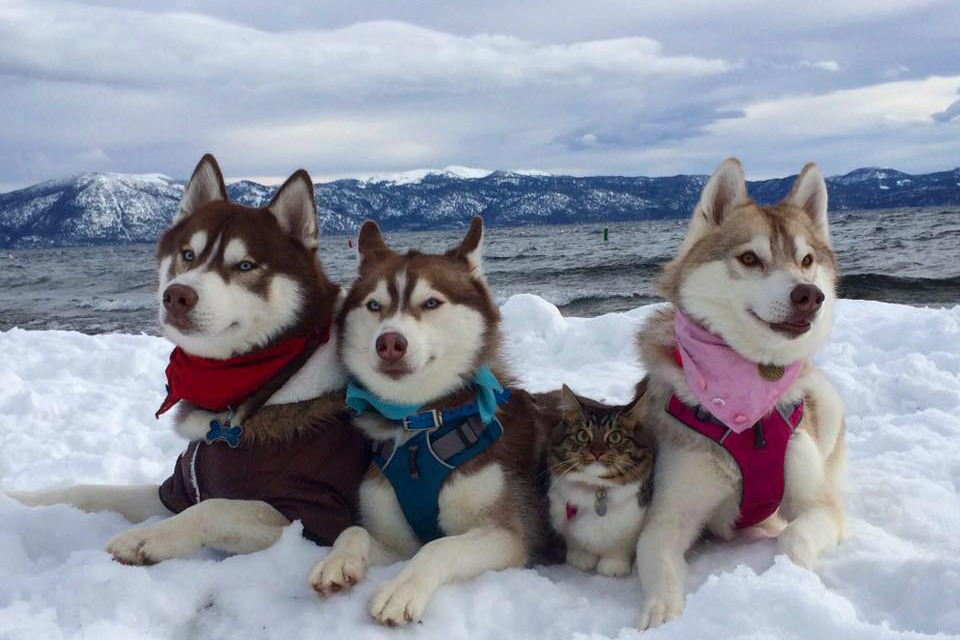 找到蘿西了嗎？　取自lilothehusky