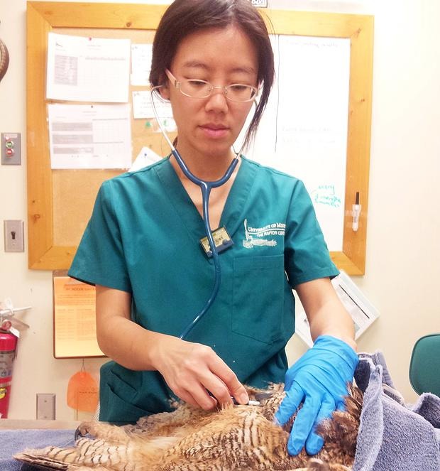 曾任美國明尼蘇達大學猛禽中心獸醫師2年、野生動物急救站獸醫師超過6年的王齡敏本身對野生動物就相當有熱誠，更願意到金門幫忙。　取自金門縣野生動物救援暨保育協會官網