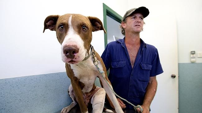 貝斯特打算在當地摘水果用來支付恰可的醫療費，但新聞發佈後，有許多善款湧入替恰可付清了所有費用。　翻攝自凱恩斯日報- MARC McCORMACK/攝