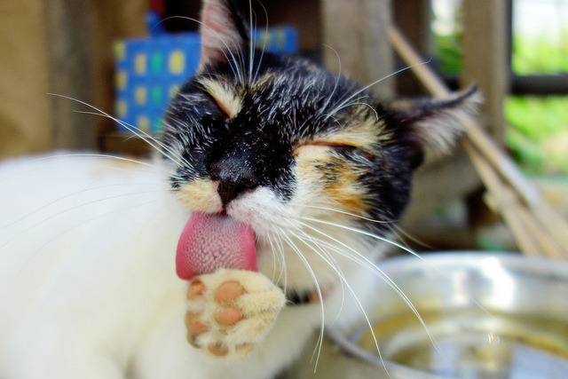貓咪是純肉食動物，不適合吃素。　Flickr_ Toshihiro Gamo