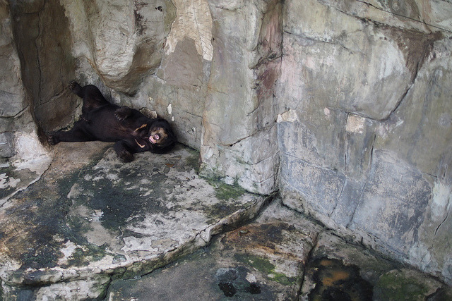 Pata動物園裡有4隻黑熊,各個都毫無生氣。 Flickr_ ปรัชญา สิงห์โต