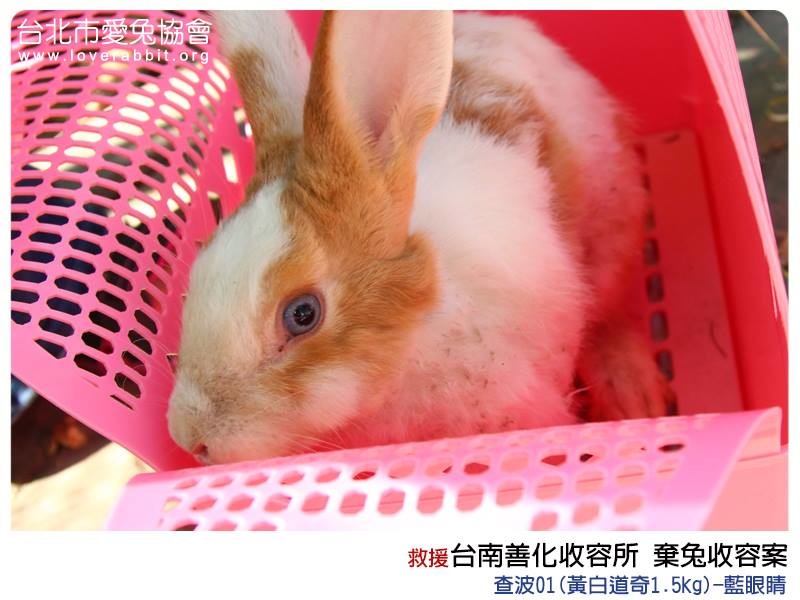 棄養兔兔需要民眾提供協助，不管事物資或是願意擔任保母、志工！　取自愛兔協會