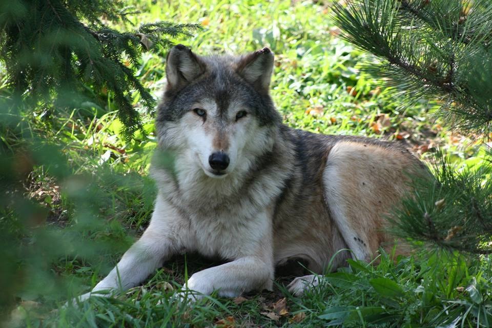 在人類一連串疏失下、無辜喪命的野狼雷伯。　取自Menominee Park Zoo