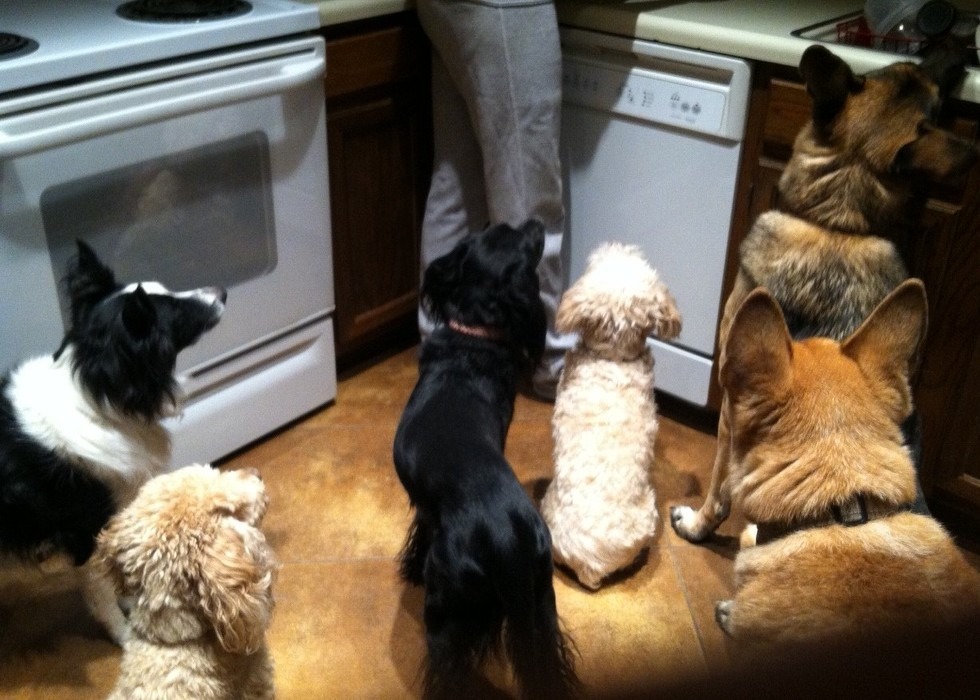 寵物就是毛小孩，如果你不希望自己過世後寵物頓失依靠，就該趁早做好規劃！   取自The Dodo