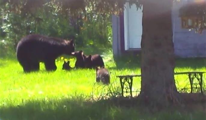 阿拉斯加州的母熊因為防禦本能，差點一家子被處死，好在最後逃過一劫。　取自Government Hill