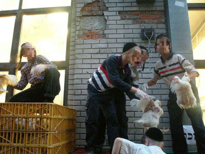 贖罪節儀式中的雞已經不若以往享有一定的動物福利，目前從工廠密集養殖的雞，大批大批被送往各地，為了儀式而被「獻祭」。　取自Alliance to End Chickens as Kaporos