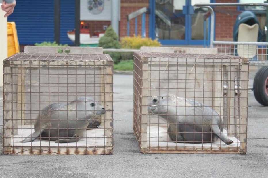 準備野放回到大海的兩隻小海豹們。 取自Natureland Seal Sanctuary