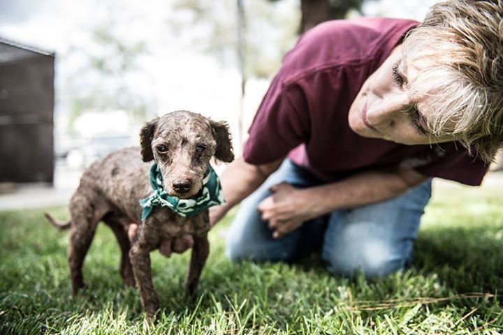 肯蘿因為高齡需要特別照顧，所以住在收容所的後方，也因此常被前來領養狗狗的民眾忽略。　翻攝自The Dodo