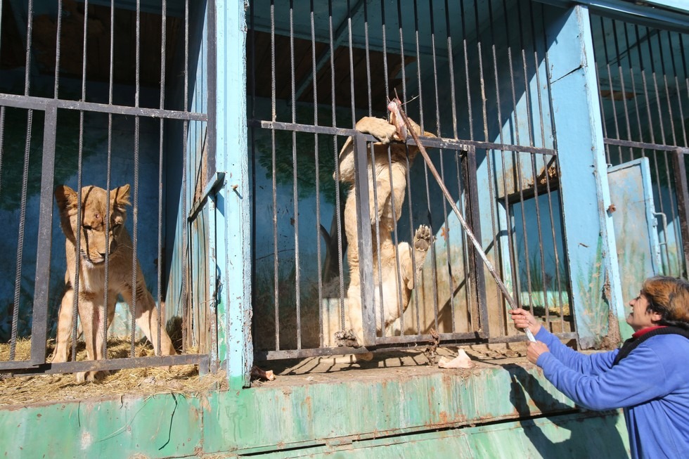 當地一對退休的夫妻在散步時聽見動物的哀嚎聲，因無法眼睜睜看著動物死亡，於是也投身幫忙。　取自The Dodo