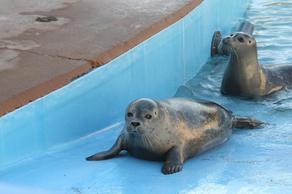 慶祝與好朋友查理,在保護區中養病,也順利恢復正常體重。 取自Natureland Seal Sanctuary