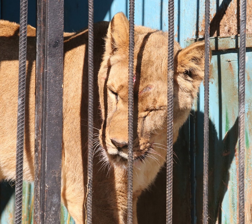 母獅子絕望、虛弱地不斷用額頭抵住鐵杆，因此在額頭上留下傷口。　取自The Dodo