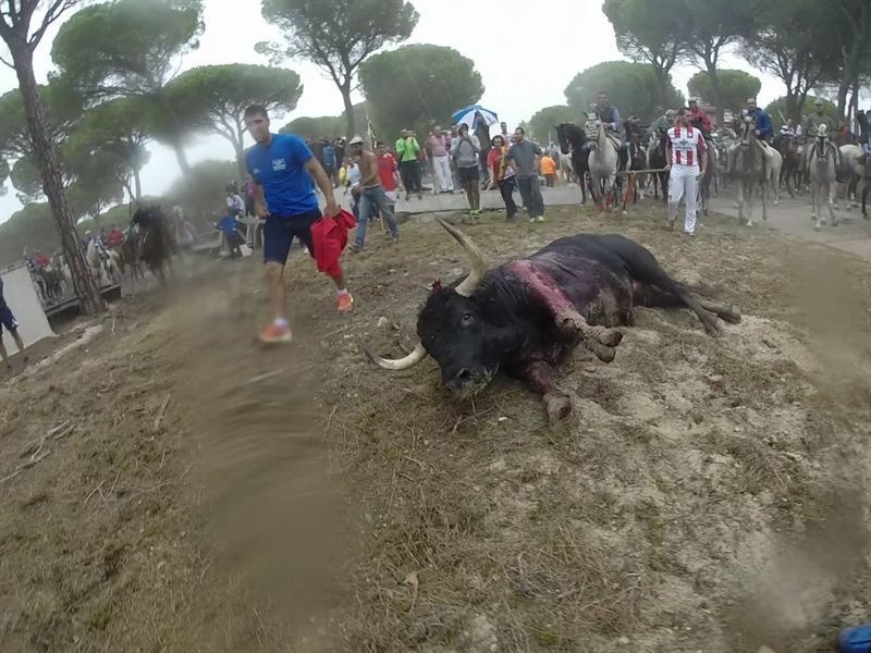 今年在Toro de la Vega節慶中被刺死的公牛，血淋淋倒地不起的畫面。　擷自影片