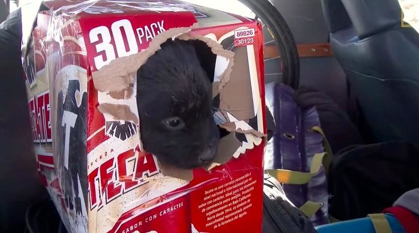 「怎麼沒有啤酒了？」　擷取自影片