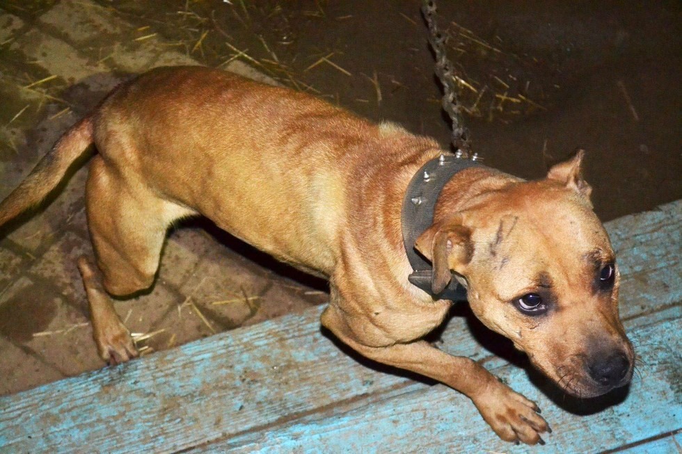 被救出來的比特犬成犬臉上、身上都有傷痕，是因為鬥狗所致。　取自CCSPCA