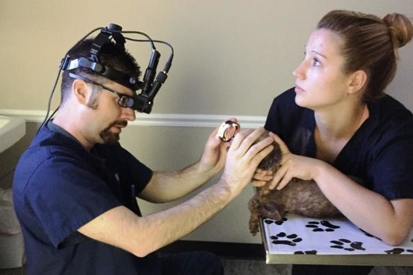 邦妮領養了肯蘿後，也帶牠去看專門的眼科，透過手術改善了牠的視力。　翻攝自The Dodo