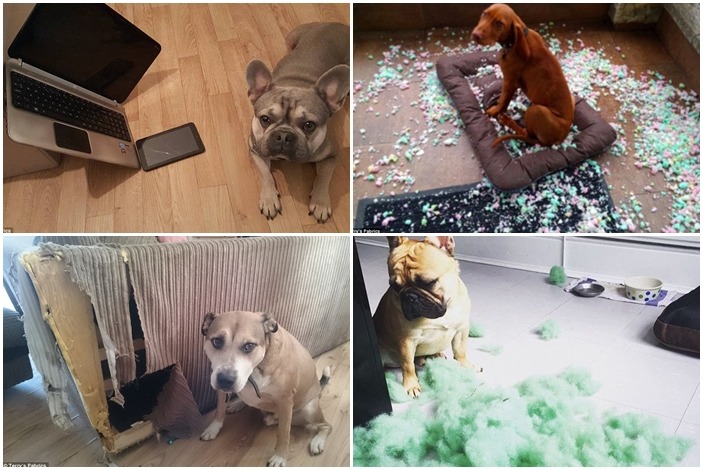 英國一家室內設計公司舉辦最調皮寵物比賽，讓滿腹苦水的飼主可以上傳寵物破壞的證據來爭取獎金。　取自Terry’s Fabrics