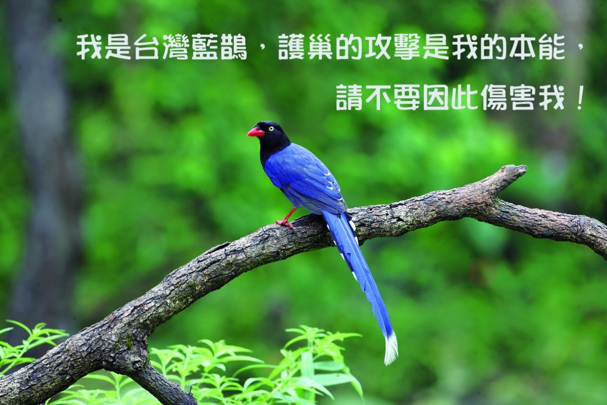 台灣藍鵲近來因值繁殖季，護巢本能惹來民怨。 陳王時/攝
