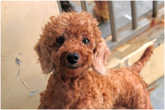 從嘉嘉犬舍救出的狗狗，目前還有29隻在新屋收容所等待認養。　何宜/攝