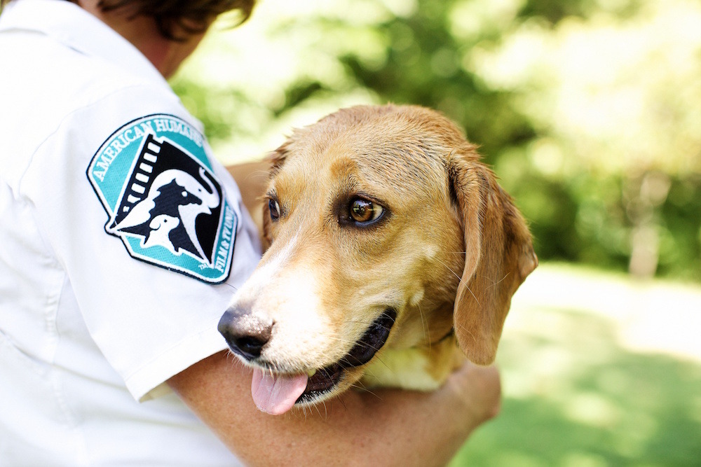 美國第一個設立的全國性人道組織，有所謂的「沒有動物受到傷害」計畫，在有使用動物拍攝的電影中監督。　取自American Humane