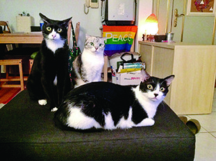 路嘉欣家中目前有3隻貓，她笑說自己未來的目標是要當中途，為貓咪付出。　時報文化/提供