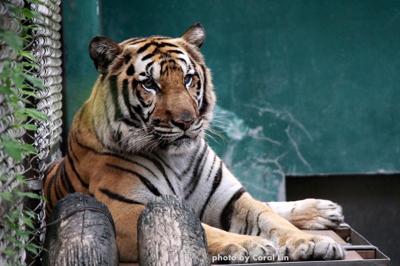 今日上午台北動物園野生動物收容中心的老虎上演脫逃記，所幸最後順利制伏也無人受傷。　台北動物園/提供