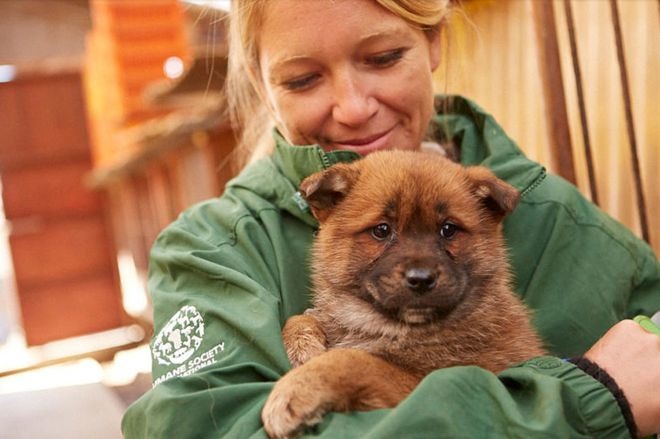 改變動物基金會在南韓輔導狗肉繁殖業者改行，希望從產業端解決吃狗肉惡習。　翻攝自BBCNews
