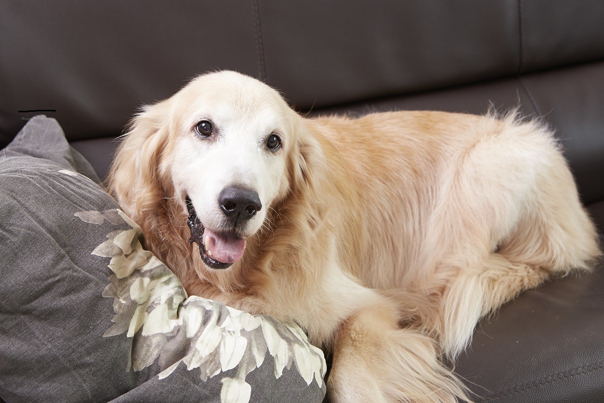 林清盛在書中分享漢漢小時候愛亂咬東西的有趣事蹟，不過他也說漢漢其實是隻善解人意的狗，是相當好的陪伴犬。　新經典文化/提供