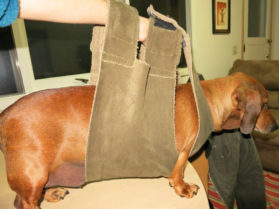 過胖的臘腸狗小胖,還需要穿上訂製的小馬鞍防止肚子受傷。 取自obiedog.com