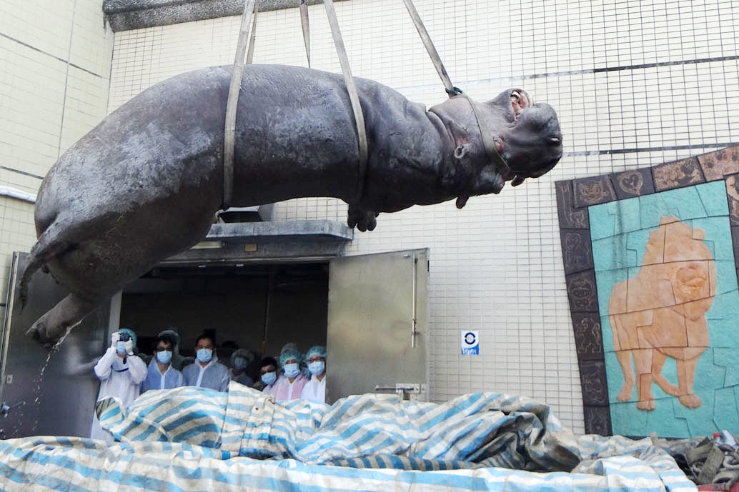 動物大體老師較不會包含經濟動物，因為若有死亡案例，老師通常會直接帶學生現場教學。圖為阿河被送至台北動物園解剖釐清死因之示意圖。　台北市動物園/提供