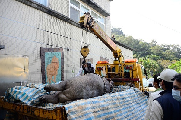 阿河今日中午抵達台北市立動物園進行解剖作業。　台北動物園/提供