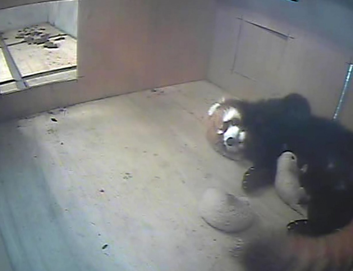 監視器中的是小貓熊ㄚㄚ，還有她6月中產下的寶寶！　台北動物園/提供