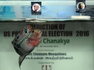 名叫「Chanakya」的羅漢魚預測川普獲勝。　取自economictimes