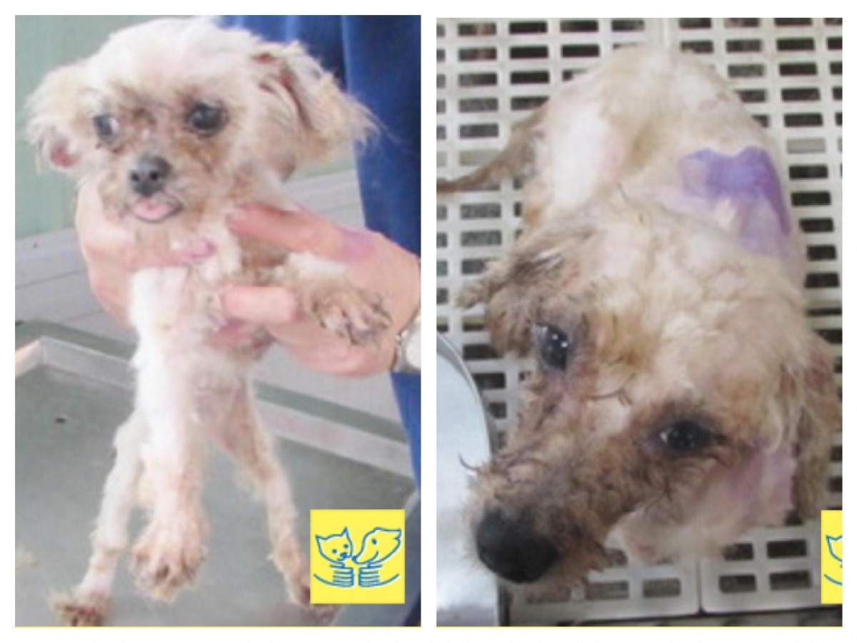 目前狗狗已經剃毛且洗過澡，恢復原本偏白的毛色，將在完成行政流程後開放民眾領養。   翻攝自全國推廣動物認領養平台