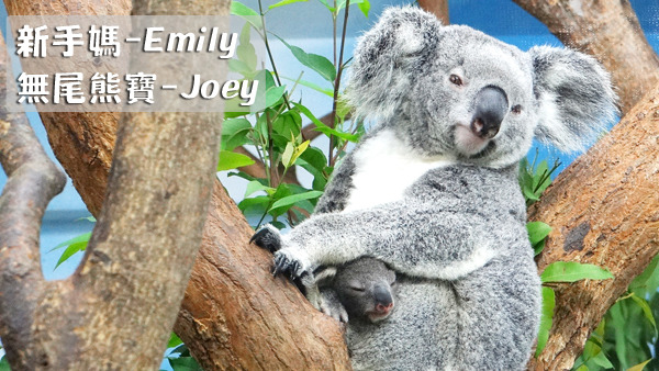 4月份懷孕的3隻無尾熊中，Emily的寶寶過了半年後順利長大，在育兒袋裡的模樣嬌小可愛。　台北動物園/提供