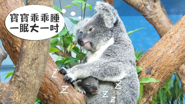 小寶寶能否順利長大，其實相當依賴母親的經歷及照護。　台北動物園/提供