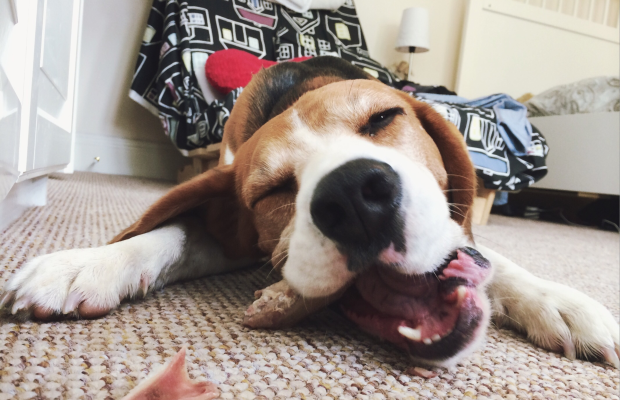 呵呵呵把拔我的笑容如何？夠資格得冠軍嗎？　取自pethealthinfo