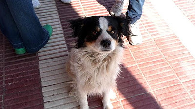 取自elperroperfecto網站