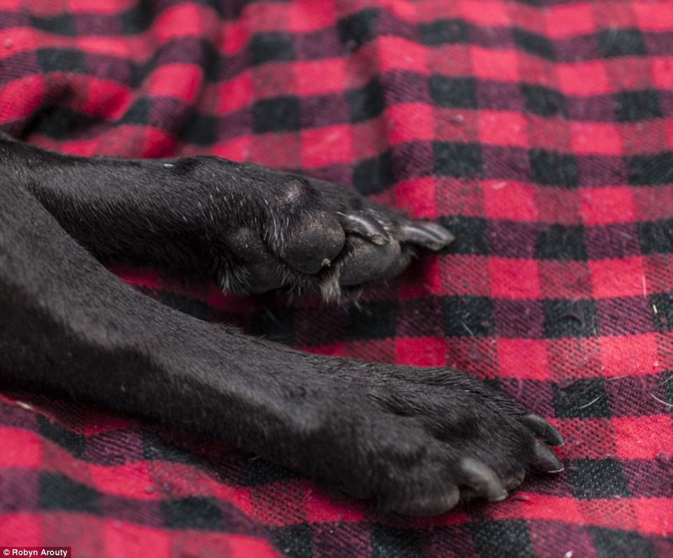 其實,我沒有跟大家說再見,因為我知道有一天我們會再相遇的。我今天死了,而我也在今天感受到滿滿的愛了。上帝啊,雖然我的生命很短暫,但謝謝你仍然給我第二次機會讓我遇見我愛也愛我的人。 取自網路